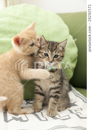 A kitten 28292571