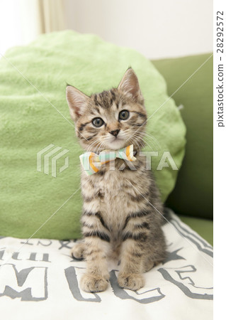 A kitten 28292572