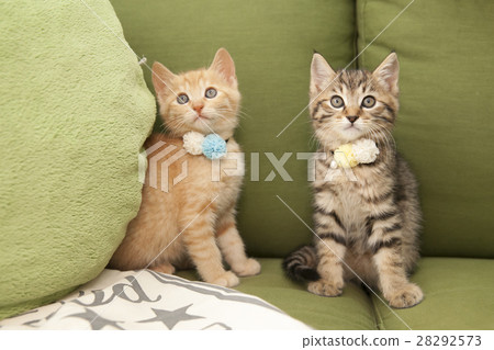 一隻小貓 一隻小貓 28292573