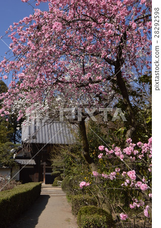 Plum Blossoming Flower Temple Yamanashi Plum Blossoming Flower Temple Yamanashi 28292598