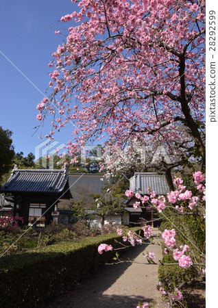 Plum Blossoming Flower Temple Yamanashi Plum Blossoming Flower Temple Yamanashi 28292599