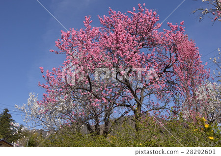 Plum Blossoming Flower Temple Yamanashi Plum Blossoming Flower Temple Yamanashi 28292601