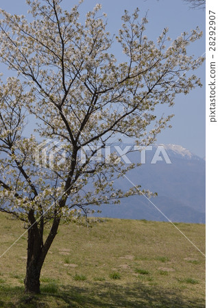 Shingen breakwater spring is Yamanashi Shingen breakwater spring is Yamanashi 28292907