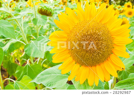 Sunflower close up Sunflower close up 28292987