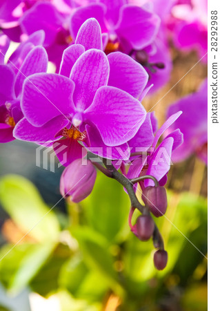 Beautiful purple orchid close up Beautiful purple orchid close up 28292988