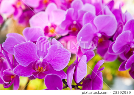 Beautiful purple orchid close up Beautiful purple orchid close up 28292989