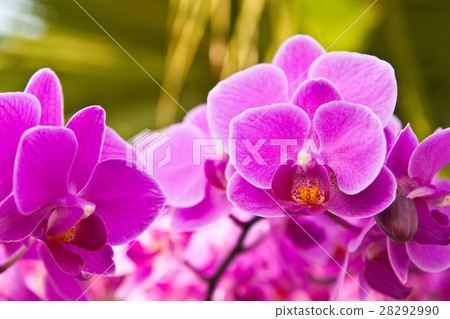 Beautiful purple orchid close up Beautiful purple orchid close up 28292990