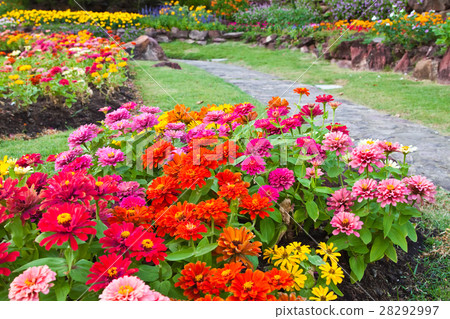 colorful  flower in the garden 28292997