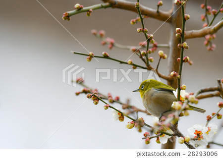 [Bird] Japanese white-eye and plum (11) 28293006