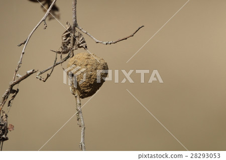 A living thing insect bug, a nest that looks like a dumbbell from which the name came. Larvae should be included with several baits 28293053