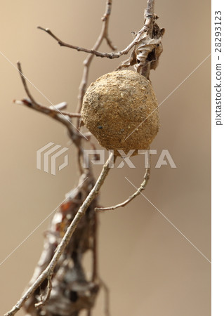 A living thing insect bug, a nest that looks like a dumbbell from which the name came. I will wait for emergence on emerging forests in February A living thing insect bug, a nest that looks like a dumbbell from which the name came. I will wait for emergence on emerging forests in February 28293123