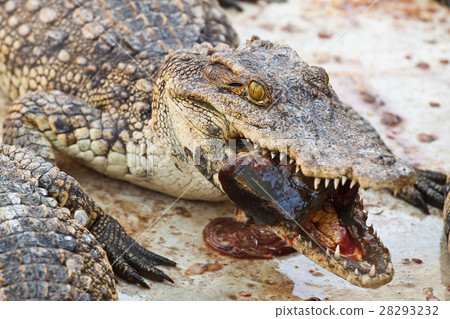 Lunch with Crocodile 28293232