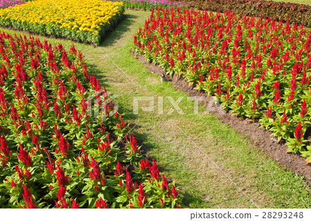 colorful flower in the garden colorful flower in the garden 28293248