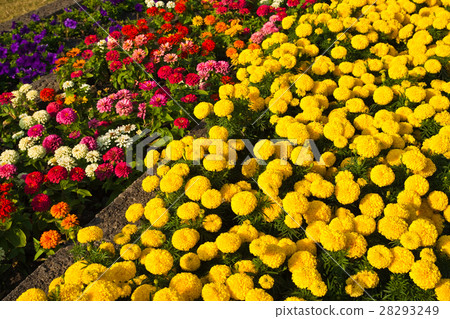 colorful flower in the garden colorful flower in the garden 28293249