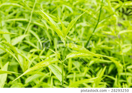 King of Bitter Herb - Andrographis paniculata. King of Bitter Herb - Andrographis paniculata. 28293250