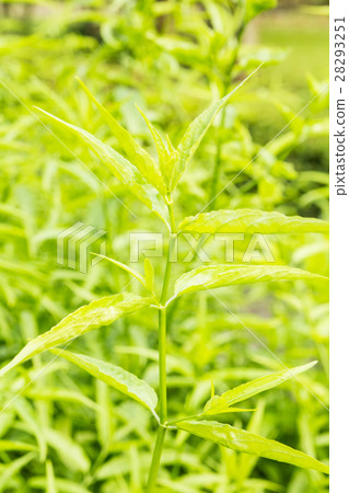 King of Bitter Herb - Andrographis paniculata 28293251
