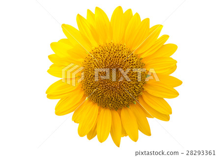 Sunflower isolated on white with clipping path Sunflower isolated on white with clipping path 28293361