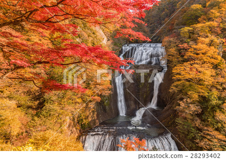 Fukurodon瀑布秋葉 Fukurodon瀑布秋葉 28293402