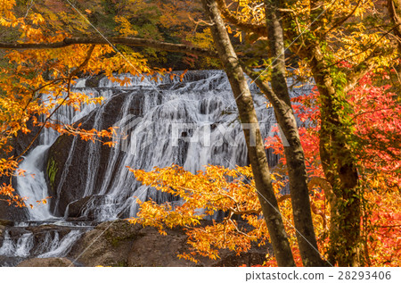 Fukurodon Falls Autumn leaves 28293406