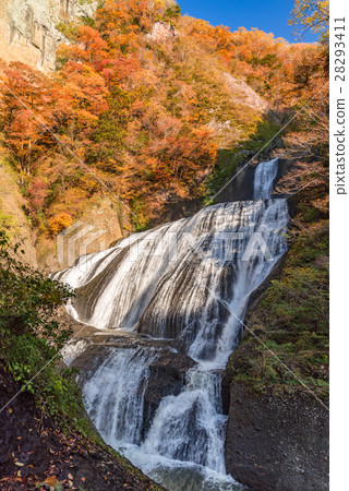 Fukurodon Falls Autumn leaves 28293411