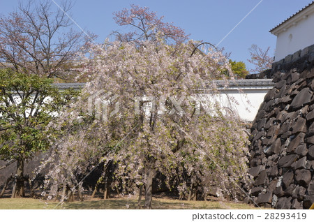 舞鶴城公園的春天是甲府市 28293419