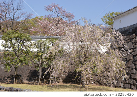 舞鶴城公園的春天是甲府市 28293420