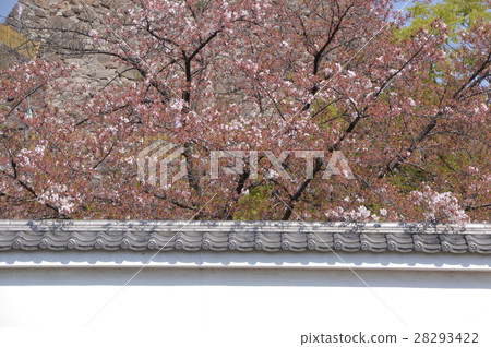 舞鶴城公園的春天是甲府市 舞鶴城公園的春天是甲府市 28293422