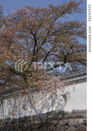 舞鶴城公園的春天是甲府市 舞鶴城公園的春天是甲府市 28293425