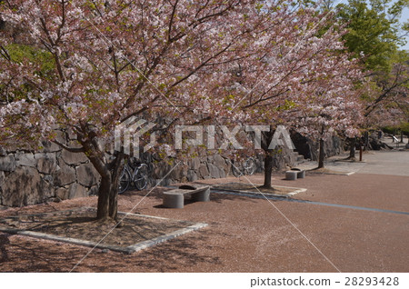 舞鶴城公園的春天是甲府市 舞鶴城公園的春天是甲府市 28293428