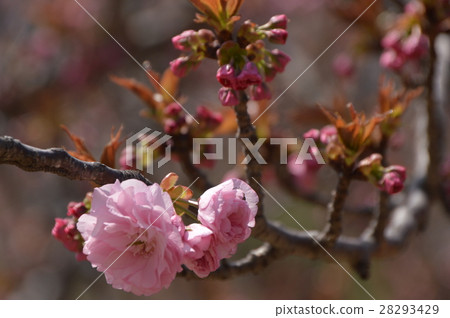 舞鶴城公園的春天是甲府市 舞鶴城公園的春天是甲府市 28293429