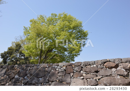 舞鶴城公園的春天是甲府市 舞鶴城公園的春天是甲府市 28293430