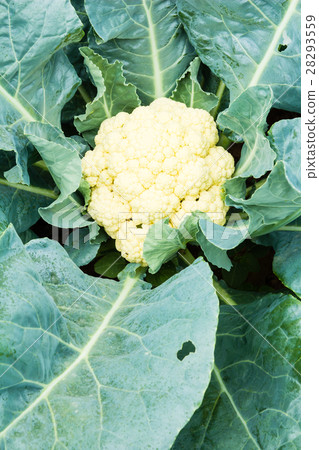 Cauliflower Cauliflower 28293559