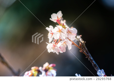 Tamanori Sakura (Tama sazaka) 28293768