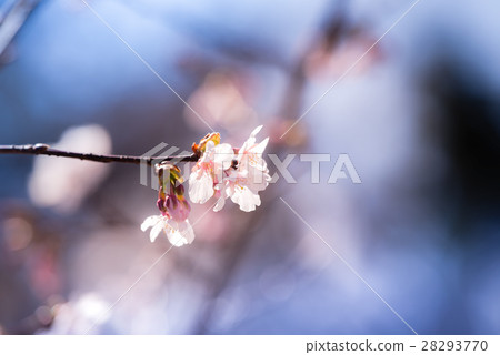Tamanori Sakura (Tama sazaka) 28293770