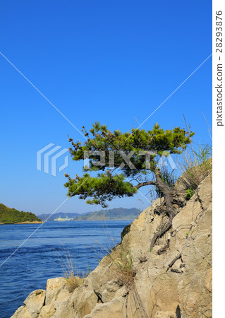 孤獨的松樹 28293876