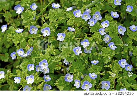 Ooouinunnguri (big dog scrotum) 28294230