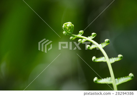 flora live in forest flora live in forest 28294386