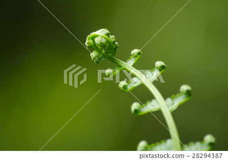 flora live in forest 28294387