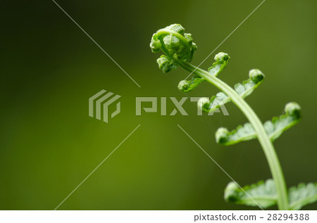 flora live in forest flora live in forest 28294388