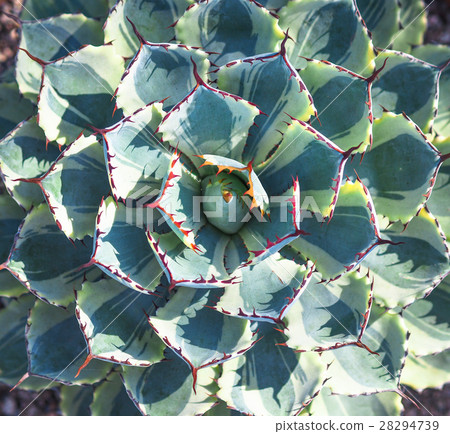 Desert rose in the garden 28294739