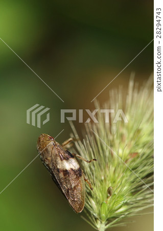 Living organisms Insects Shikiobia wakifuki, larvae seem to attach to various trees, but damage seems to be small 28294743