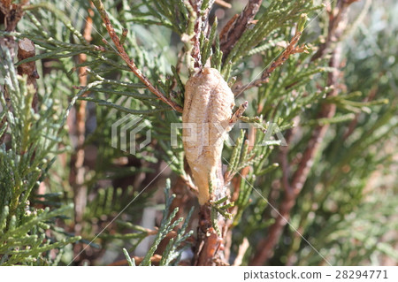 Egg of Musk Mantis 06 28294771