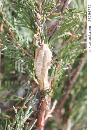 Egg of Mercarius Mantis 07 28294772