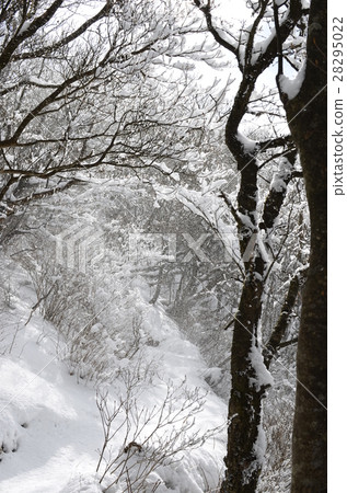 Shizuoka Aitaku mountain peak highest peak "Echidendake in winter" 28295022