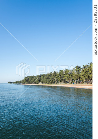 琵琶湖西部的松樹林 28295331