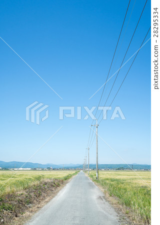 One road that runs in the wheat field 28295334