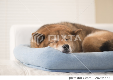 Sleeping Shiba Inu Sleeping Shiba Inu 28295562