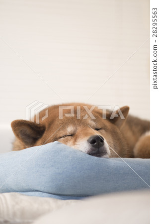 Sleeping Shiba Inu 28295563