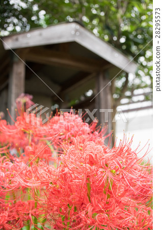 群集孤挺花 28295573