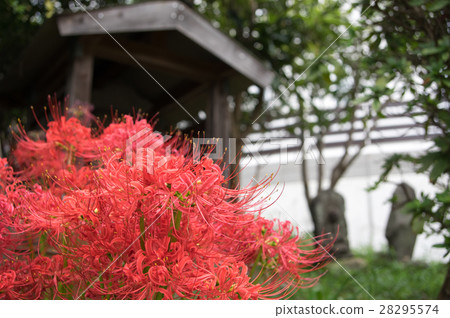 群集孤挺花 28295574